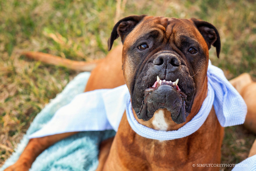 Newnan pet photographer, bull mastiff with a bow outside 