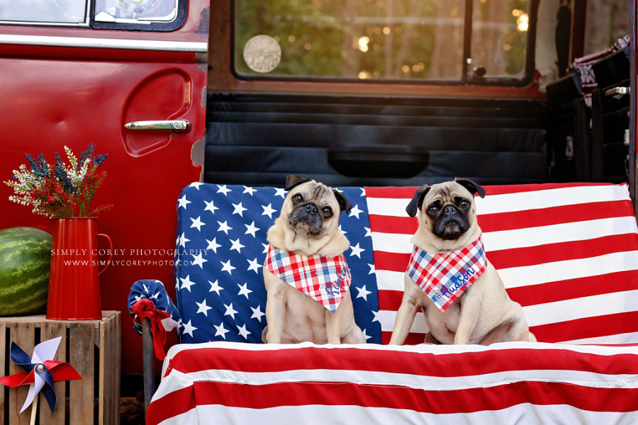 pet photographer near Newnan, pugs with VW bus for 4th of July mini session